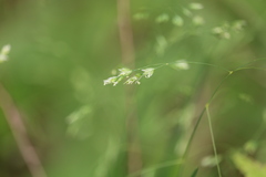 Poa wolfii