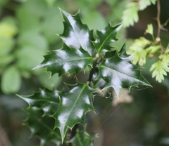Ilex aquifolium