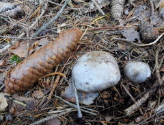 Cortinarius dionysae