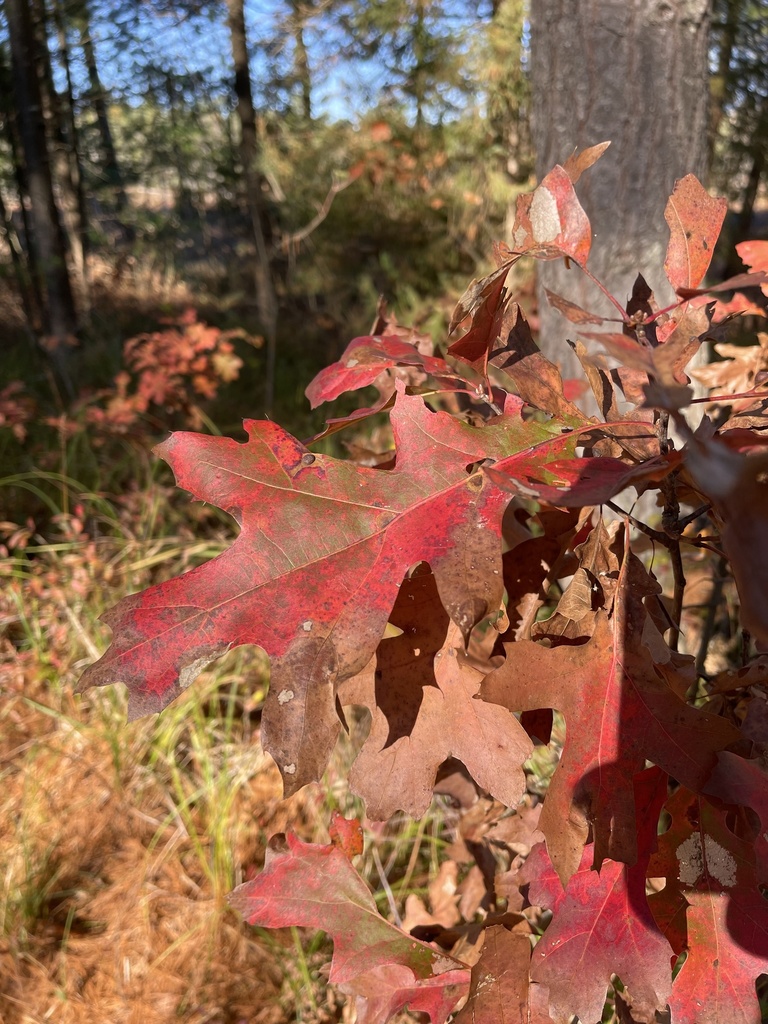 Northern Pin Oak From Black River State Forest, Black River Falls, Wi 