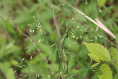 Poa wolfii