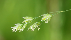 Poa wolfii