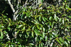 Quercus morii