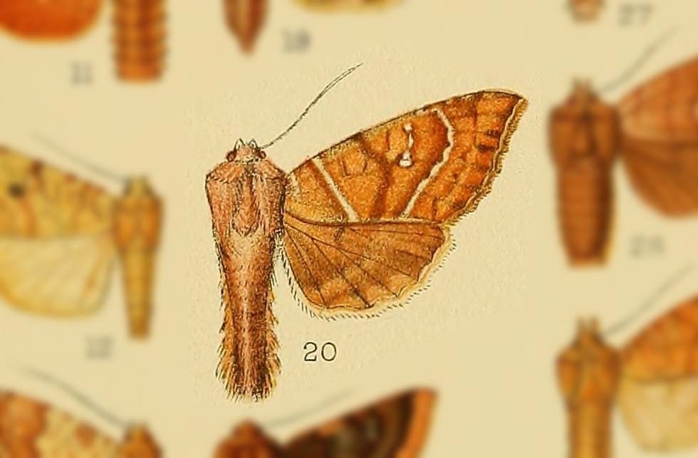 Lophotyna