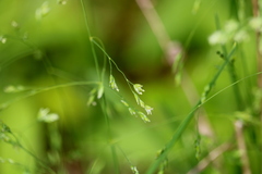 Poa wolfii