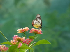 Delias hyparete luzonensis