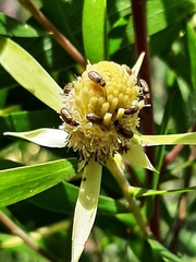 Alatosperma