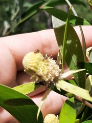 Alatosperma