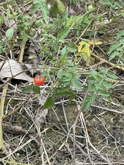 Solanum pimpinellifolium