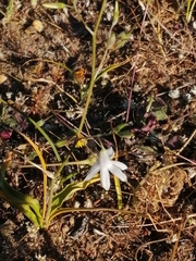 Conanthera