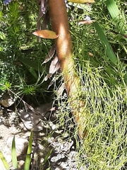Alatosperma
