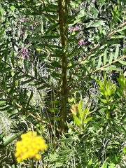 Alatosperma