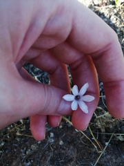 Conanthera