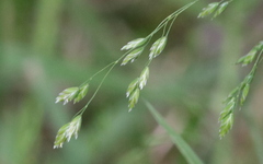 Poa wolfii