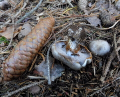 Cortinarius dionysae