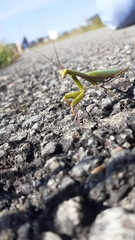 Mantis religiosa