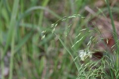 Poa wolfii