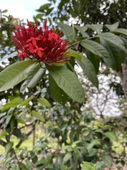 Ixora javanica