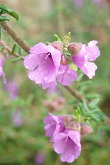 Prostanthera decussata