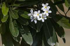 Plumeria alba