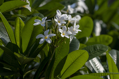 Plumeria alba