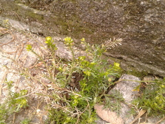 Lepidium bipinnatifidum