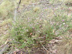 Prostanthera decussata