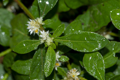 Alternanthera paronychioides