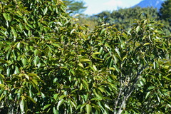 Quercus morii