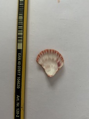 Bractechlamys corallinoides