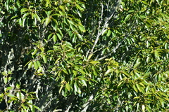 Quercus morii