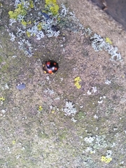 Harmonia axyridis