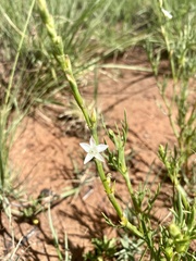 Oxygonum dregeanum