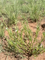 Oxygonum dregeanum