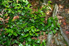 Myrsine stolonifera