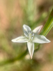 Oxygonum dregeanum