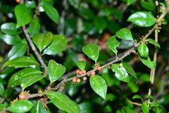 Myrsine stolonifera