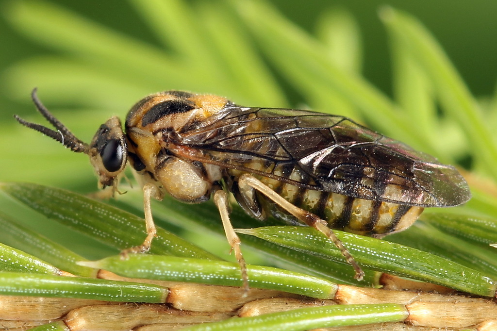 Gilpinia polytoma