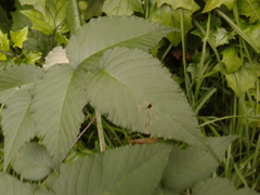 Rubus glaucus