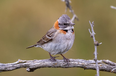 Zonotrichia capensis australis