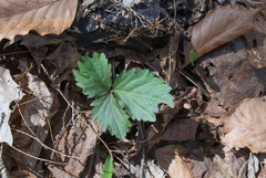 Cardamine diphylla