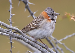 Zonotrichia capensis australis