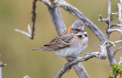 Zonotrichia capensis australis