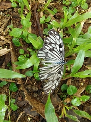 Cyclosia pieridoides