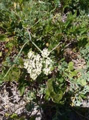 Dasispermum suffruticosum