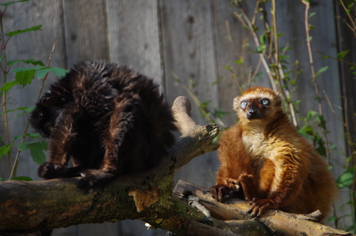 Blue-eyed Black Lemur