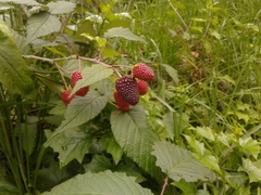 Rubus glaucus