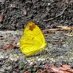 Eurema simulatrix tecmessa