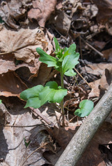Cardamine douglassii