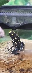 Dendrobates